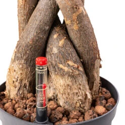 Pachira Aquatica - HydroCare -Plants Sale Store Pachira aquatica HydroCare 18 19x120cm