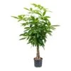 Pachira Aquatica - HydroCare 1 Pachira Aquatica - HydroCare -Plants Sale Store Pachira aquatica Hydroculture Indoor Plant