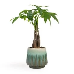 Pachira Aquatica - Money Tree -Plants Sale Store Pachira aquatica Money Tree 12x35cm Alice Plant Pot Ocean 15x14cm