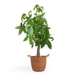 Pachira Aquatica - Money Tree -Plants Sale Store Pachira aquatica Money Tree 12x35cm Nelis Plant Basket Camel 28x27cm