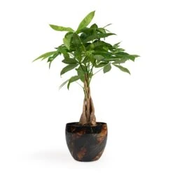 Pachira Aquatica - Money Tree -Plants Sale Store Pachira aquatica Money Tree 12x35cm Vive Metal Plant Pots Set3 Lava