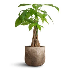 Albero Plant Pot - Cement -Plants Sale Store Pachira aquatica Money Tree 12x40cm Albero Plant Pot Cement 16x14cm