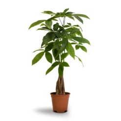 Pachira Aquatica - Money Tree -Plants Sale Store Pachira aquatica Money Tree 14x50cm