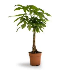 Pachira Aquatica - Money Tree -Plants Sale Store Pachira aquatica Money Tree 17x60cm