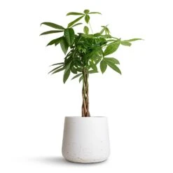 Pachira Aquatica - Money Tree -Plants Sale Store Pachira aquatica Money Tree 17x70cm Patt Plant Pot White Washed 23x20cm