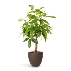 Pachira Aquatica - Money Tree -Plants Sale Store Pachira aquatica Money Tree 23x105cm Grigio Egg Pot Planter Rusty Iron Concrete 32x29cm c9bcb781 cedc 45c1 8ee8 f4094fca2f2a
