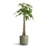 Pachira Aquatica - Money Tree -Plants Sale Store Pachira aquatica Money Tree 24x120cm Lisbon Plant Pot Sage 26x26cm 7af30812 8d3b 408f b3a0 46e25dfe65f3