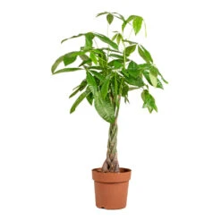 Pachira Aquatica - Money Tree -Plants Sale Store Pachira aquatica Money Tree 24x135cm
