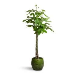 Pachira Aquatica - Money Tree -Plants Sale Store Pachira aquatica Money Tree 24x140cm Aimee Plant Pot Pear 38x34cm 2