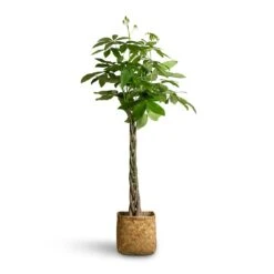 Kobe Bamboo Planter 24 Kobe Bamboo Planter -Plants Sale Store Pachira aquatica Money Tree 24x140cm Kobe Bamboo Planter 30x30x31cm 5ba7b36a a377 4fc2 bb0d dac79e529c77