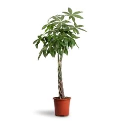 Pachira Aquatica - Money Tree -Plants Sale Store Pachira aquatica Money Tree 27x140cm