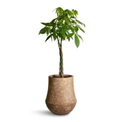 Pachira Aquatica - Money Tree -Plants Sale Store Pachira aquatica Money Tree 27x140cm Polystone Coated Darcy Planter Rock 47x56.5cm