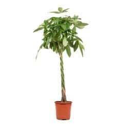 Pachira Aquatica - Money Tree -Plants Sale Store Pachira aquatica Money Tree 27x150cm