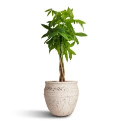 Athena Mediterranean Planter - Chalk White -Plants Sale Store Pachira aquatica Money Tree 30x160cm Athena Mediterranean Planter Chalk White 40.5x33cm e7bc9644 0643 4d24 a5e2 09d37d18fd8f