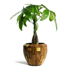 Facets Couple Planter - Jenga -Plants Sale Store Pachira aquatica Money Tree Facets Couple Planter Jenga