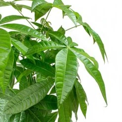 Pachira Aquatica - HydroCare -Plants Sale Store Pachira aquatica Money Tree Leaves 2536bafe 3989 4697 8c6a 8097cac72c2c