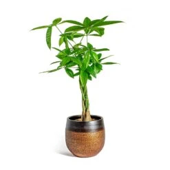 Mya Plant Pot - Shiny Mocha 36 Mya Plant Pot - Shiny Mocha -Plants Sale Store Pachira aquatica Money Tree Mya Plant Pot Shiny Mocha 22cm 7d008464 9f12 4a6f 98c1 982db41f812e