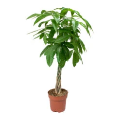 Pachira Aquatica - Money Tree -Plants Sale Store Pachira aquatica Money Tree 4335a591 4965 410a bb32 6aeca40c6190