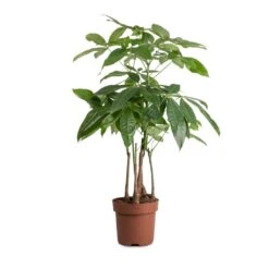 Pachira Aquatica - Multi Stem - Money Tree -Plants Sale Store Pachira aquatica MultI Stem Money Tree 17x65cm 2