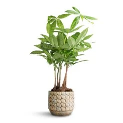 Pachira Aquatica - Multi Stem - Money Tree -Plants Sale Store Pachira aquatica Multi Stem Money Tree 17x65cm Jim Plant Pot Shell 19x16cm 5eba2cb7 6254 43ff b696 fa60b4b2b090