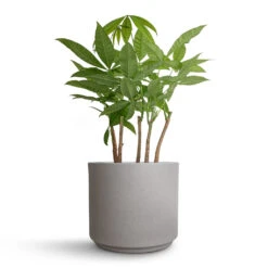 Pachira Aquatica - Multi Stem - Money Tree -Plants Sale Store Pachira aquatica Multi Stem Money Tree 17x65cm Leon Plant Pot Cement 22x19.5cm cd28d002 51ad 413d aa8b b9e286f204cd