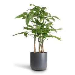 Pachira Aquatica - Multi Stem - Money Tree -Plants Sale Store Pachira aquatica Multi Stem Money Tree 17x65cm Lisbon Plant Pot Charcoal 21x21cm