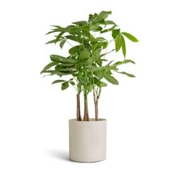 Puk Refined Planter - Natural White -Plants Sale Store Pachira aquatica Multi Stem Money Tree 17x65cm Puk Refined Planter Natural White 20x20cm