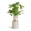 Pachira Aquatica - Multi Stem - Money Tree -Plants Sale Store Pachira aquatica Multi Stem Money Tree 17x65cm Puk Refined Planter Natural White 20x20cm c63e6e4b 32ac 4a40 ac8f 584306f55060