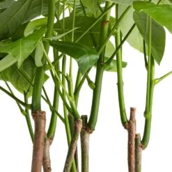 Pachira Aquatica - Multi Stem - Money Tree -Plants Sale Store Pachira aquatica Multi Stem Money Tree 17x65cm SWATCH