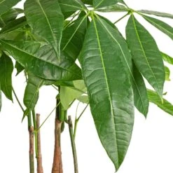 Pachira Aquatica - Multi Stem - Money Tree -Plants Sale Store Pachira aquatica Multi Stem Money Tree 17x65cm SWATCH 3