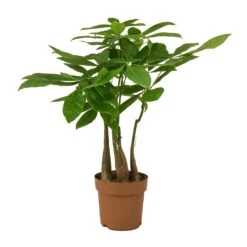 Pachira Aquatica - Multi Stem - Money Tree -Plants Sale Store Pachira aquatica Multi Stem Money Tree