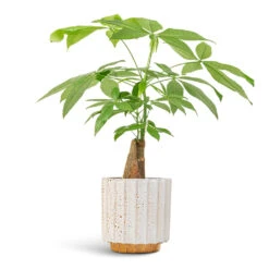 Lugano Scalloped Plant Pot - Mustard -Plants Sale Store Pachira aquatica Thick Trunk Money Tree 14x45cm Lugano Scalloped Plant Pot Mustard 16x16cm af69bcfb 810f 4580 a786 99d1a897f9c0