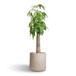 Dune Cylinder Planter - Oat -Plants Sale Store Pachira aquatica Thick Trunk Money Tree 26x140cm Dune Cylinder Planter Oat 38x37cm