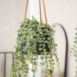 Patt Hanging Plant Pot - Black Washed -Plants Sale Store Patt Hanging Plant Pot Black Washed Trailing Houseplant