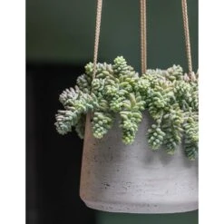 Patt Hanging Plant Pot - Grey Washed -Plants Sale Store Patt Hanging Plant Pot Grey Washed Succulent