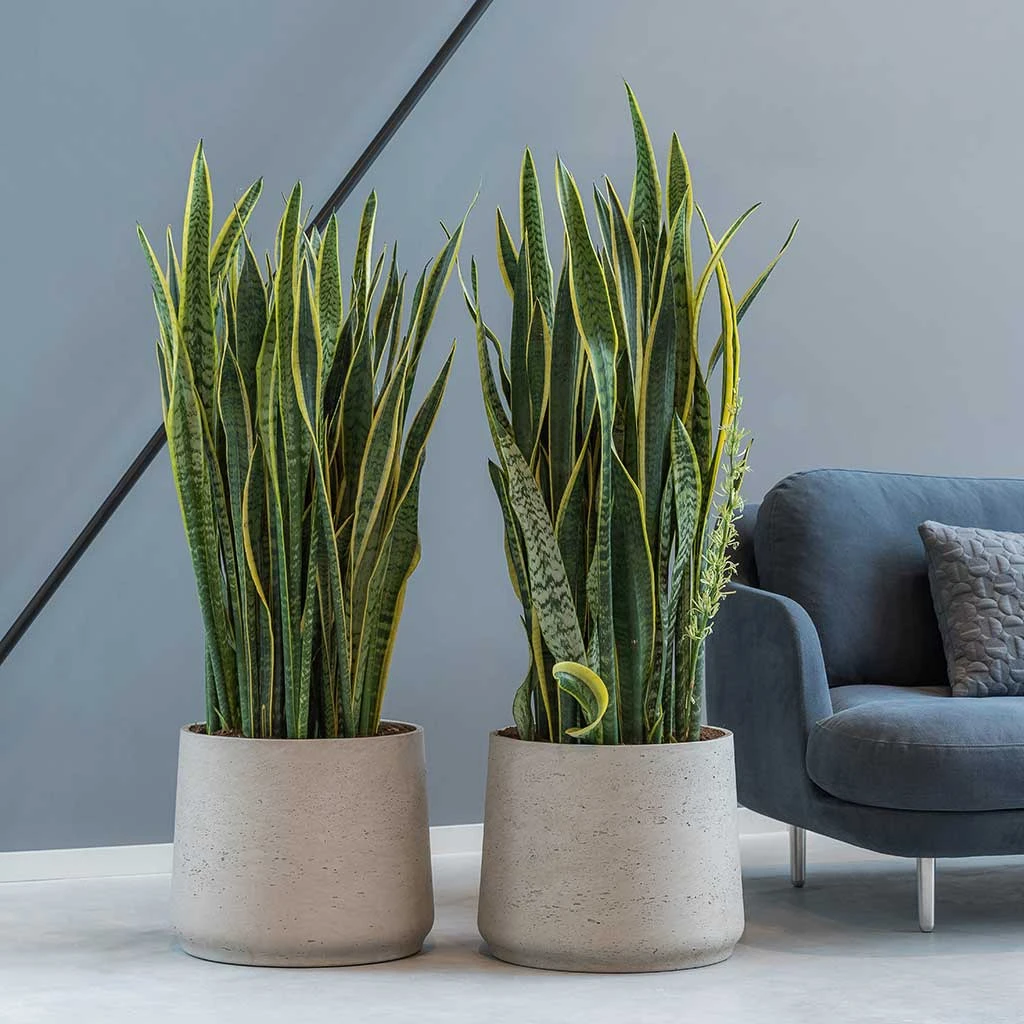 Patt Plant Pot - Grey Washed 4 Patt Plant Pot - Grey Washed - Image 2