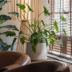 Patt Plant Pot - Grey Washed 31 Patt Plant Pot - Grey Washed -Plants Sale Store Patt Plant Pot Grey Washed Xanadu Houseplant