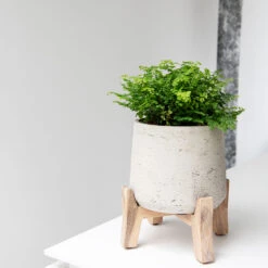 Patt Plant Pot - Low Stand - Grey Washed 15 Patt Plant Pot - Low Stand - Grey Washed -Plants Sale Store Patt Plant Pot Low Stand Grey Washed Lifestyle 02