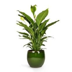 Charlotte Plant Pot - Green -Plants Sale Store Peace Lily 24 x10 Charlotte Plant Pot Green 33x30cm 9119174a 1f3a 4cc0 ae71 80d177274419