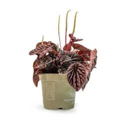Peperomia Caperata Red Luna -Plants Sale Store Peperomia Caperata Red Luna Houseplant 11x20cm