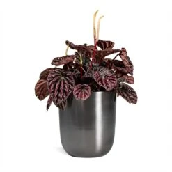 Peperomia Caperata Red Luna -Plants Sale Store Peperomia Caperata Red Luna Houseplant 11x20cm Plant Pot Mayk Lead 12x13cm