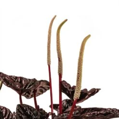 Peperomia Caperata Red Luna -Plants Sale Store Peperomia Caperata Red Luna Houseplant 11x20cm Stem