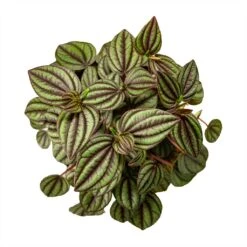 Peperomia Piccolo Banda -Plants Sale Store Peperomia Piccolo Banda Houseplant 10.5x20cm Birdseye