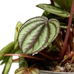 Peperomia Piccolo Banda -Plants Sale Store Peperomia Piccolo Banda Houseplant 10.5x20cm Close Leaf