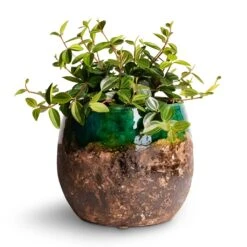 Lindy Plant Pot - Black Green -Plants Sale Store Peperomia angulata rocca scuro Dark Green Beetle Radiator Plant 12x20cm Lindy Plant Pot Black Green 19x16cm 2d4cf0ce 9e80 4ff3 9920 6da54cfb156f
