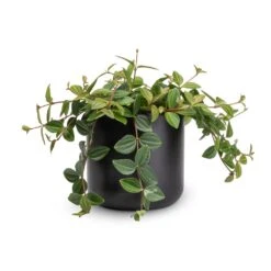 Peperomia Angulata Rocca Scuro - Dark Green Beetle Radiator Plant -Plants Sale Store Peperomia angulata rocca scuro Dark Green Beetle Radiator Plant 12x20cm Lisbon Plant Pot Anthracite 13x13cm 79042e94 b316 42cb a6a9 3fe96d699c95