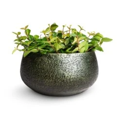 Noor Plant Bowl - Velvet Green -Plants Sale Store Peperomia angulata rocca scuro Dark Green Beetle Radiator Plant 12x20cm Noor Plant Bowl Velvet Green 28x13cm 62e671b3 e4fa 4be3 83ff 3d10f8c20f90