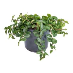 Peperomia Angulata Rocca Scuro - Dark Green Beetle Radiator Plant -Plants Sale Store Peperomia angulata rocca scuro Dark Green Beetle Radiator Plant 15x25cm