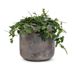 Peperomia Angulata Rocca Scuro - Dark Green Beetle Radiator Plant -Plants Sale Store Peperomia angulata rocca scuro Dark Green Beetle Radiator Plant 15x25cm Saar Plant Pot Earth Cement 18x17cm 5198