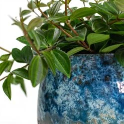 Peperomia Angulata Rocca Scuro - Dark Green Beetle Radiator Plant -Plants Sale Store Peperomia angulata rocca scuro Dark Green Beetle Radiator Plant Lindy Plant Pot Sky Blue Close Up 7ea53be9 e857 4efe aee3 9f9feb0ab8e6